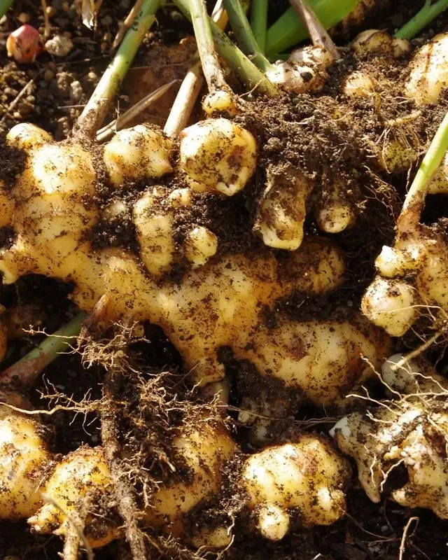 Ginger Extract