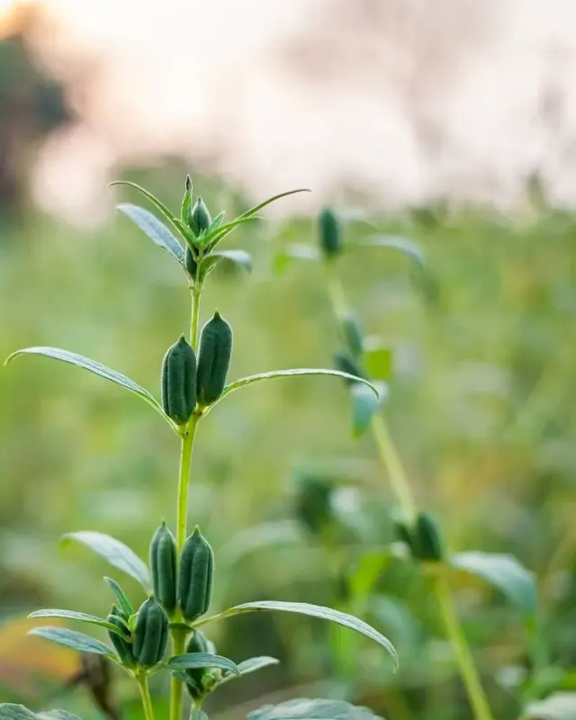 Sesamin Complex Extract