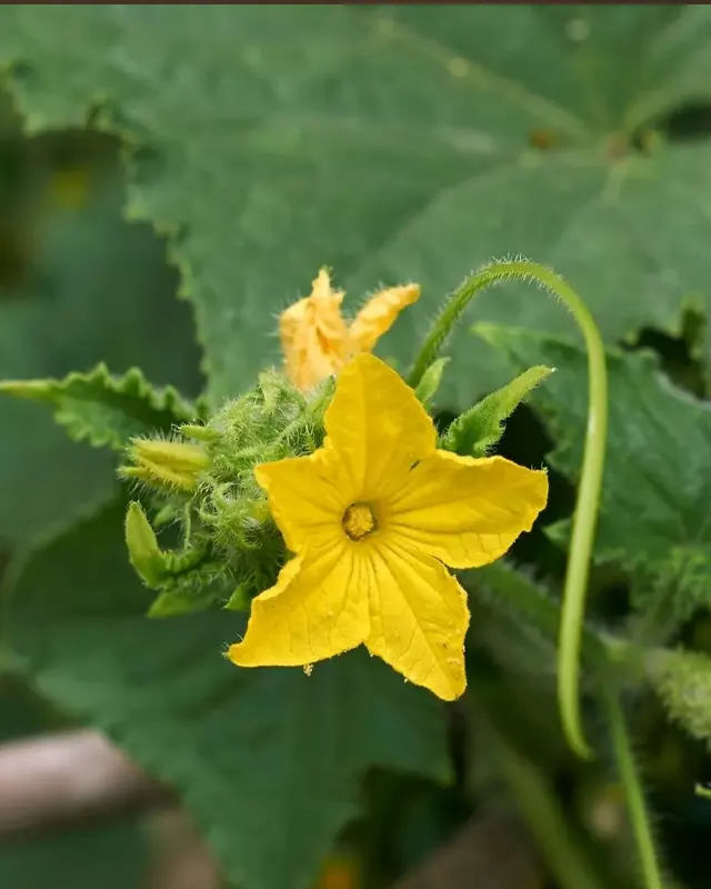 Cucumis Sativus Extract
