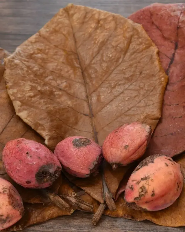 Terminalia Chebula Extract