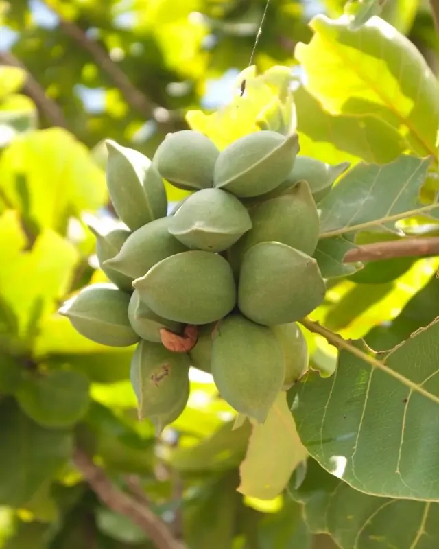 Terminalia Chebula Extract